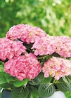 Aktuelle Hortensie Angebote bei ROSENGUT Langerwisch in Potsdam Aktuelles Bauernhortensie Angebot bei ROSENGUT Langerwisch in Potsdam ab 12,99 âŹ
