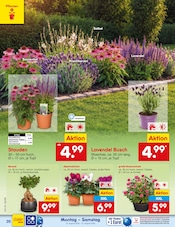 Ähnliche Zitronenbaum Angebote im Prospekt "Aktuelle Angebote" von Netto Marken-Discount in Gelsenkirchen Ähnliche Angebote wie Zitronenbaum im Prospekt "Aktuelle Angebote" auf Seite 38 von Netto Marken-Discount in Gelsenkirchen
