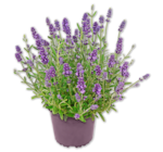 Aktuelle Blumen Angebote bei Penny in Jena Aktuelles Lavendel Angebot bei Penny in Jena ab 1,99 €