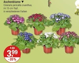 Aschenblume im aktuellen V-Markt Prospekt für 3,99 €