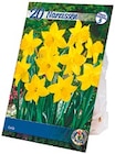 Blumenzwiebeln Herbst Angebote bei Netto mit dem Scottie Frankfurt für 3,49 €