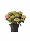 Lidl Belzig - Gartenhortensien Angebot im Prospekt Gartenhortensien bei Lidl im Belzig Prospekt für 5,99 €