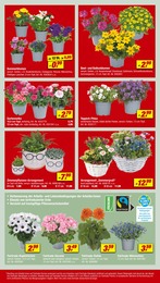 Blumenampel Angebot im aktuellen toom Baumarkt Prospekt auf Seite 4