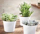 Succulente Pot 14 cm en promo à 6,99 € chez Intermarché Super Succulente Pot 14 cm dans le catalogue Intermarché Super