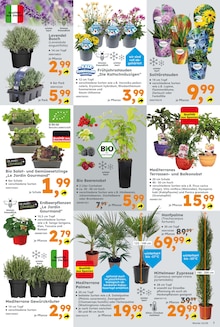 Lavendel Angebot im aktuellen Globus-Baumarkt Prospekt auf Seite 7