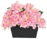 Jardinière de 18 pivoines en promo chez Bazarland Nancy à 14,99 €