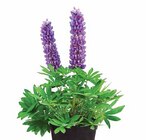 LUPINE ‘WESTCOUNTRY’ im Angebot bei Dehner Garten-Center in Kamen LUPINE ‘WESTCOUNTRY’ Angebote bei Dehner Garten-Center Kamen für 12,99 €