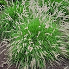 Herbe-aux-Écouvillons d'Orient vert botanic. Le pot de 4 litres - BOTANIC® - Botanic Herbe-aux-Écouvillons d'Orient vert botanic. Le pot de 4 litres - BOTANIC® à 16,99 € dans le catalogue Botanic