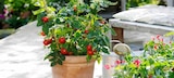 Gurken- oder Tomaten-Naschgemüse mit Früchten – frisch aus unserer Gärtnerei von Kölle Bio für 14,99 € bei Pflanzen Kölle im Angebot Gurken- oder Tomaten-Naschgemüse mit Früchten – frisch aus unserer Gärtnerei von Kölle Bio im aktuellen Pflanzen Kölle Prospekt