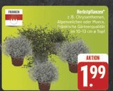 E center Neuenmarkt - Herbstpflanzen Angebot im Prospekt Herbstpflanzen bei E center im Neuenmarkt Prospekt für 1,99 €