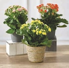 Kalanchoe en promo chez U Express Bordeaux à 4,99 €