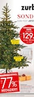 Aktuelles Künstlicher Baum Angebot bei Zurbrüggen in Soest ab 129,00 €