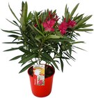 Oleander von  im aktuellen REWE Prospekt für 8,88 €