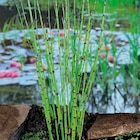 Japanischer Schachtelhalm  im aktuellen Hornbach Prospekt für 4,99 €