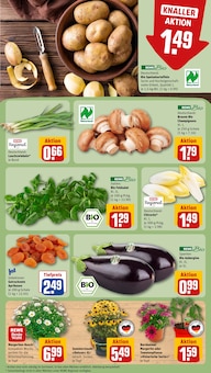 Pflanzen im REWE Prospekt "Dein Markt" mit 20 Seiten (Ulm)