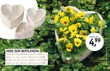 Aktuelles Herz zum Bepflanzen Angebot bei ROSENGUT Langerwisch in Potsdam ab 4,99 €