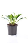Hosta Gartenfunkie im Angebot bei Lidl in Wetzlar Hosta Gartenfunkie Angebote bei Lidl Wetzlar für 2,99 €