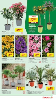 Blumen im toom Baumarkt Prospekt "Respekt, wer's selber macht." mit 26 Seiten (Magdeburg)