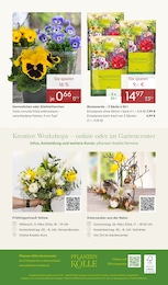 Schleierkraut Angebot & Preis im aktuellen Pflanzen Kölle Prospekt Schleierkraut Angebot im aktuellen Pflanzen Kölle Prospekt auf Seite 20