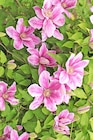 Clematis für 2,22 € bei Thomas Philipps im Angebot Clematis im aktuellen Thomas Philipps Prospekt
