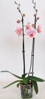 Orchidée 2 tiges grandes fleurs en promo à 15,00 € chez Cora Orchidée 2 tiges grandes fleurs dans le catalogue Cora