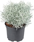 Penny Ladbergen Prospekt mit  im Angebot für 1,89 €