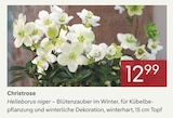 Christrose Angebote bei Pflanzen Kölle Schwabach für 12,99 €