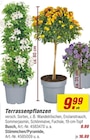 Terrassenpflanzen Angebot im toom Baumarkt Prospekt Terrassenpflanzen im toom Baumarkt Prospekt zum Preis von 9,99 €
