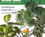 Grünpflanzen Ampel Mix Angebote bei BAUHAUS Niederkassel für 12,99 €