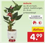Aktuelles Anthurie Angebot bei Netto Marken-Discount in Leipzig ab 4,99 €