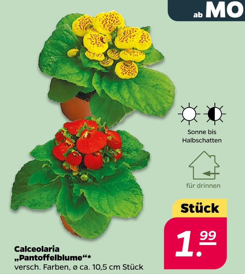 Calceolaria 'Pantoffelblume'