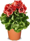 Edelgeranie im Angebot bei Netto Marken-Discount in Heinsberg Edelgeranie Angebote bei Netto Marken-Discount Heinsberg für 5,99 €