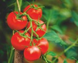Promo Tomate précoce à 2,99 € dans le catalogue Jardiland à Arcueil