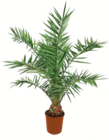 Kanarische Dattelpalme Angebote bei toom Baumarkt Dreieich für 5,99 €