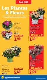 Chrysanthèmes Angebote im Prospekt "Le vrai prix des bonnes choses" von Lidl Chrysanthèmes Angebote im Prospekt "Le vrai prix des bonnes choses" von Lidl auf Seite 28