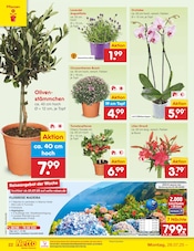 Dekoration im Netto Marken-Discount Prospekt in Warendorf Aktueller Netto Marken-Discount Prospekt mit Dekoration, "Aktuelle Angebote", Seite 40