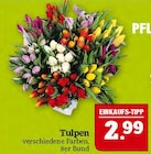 Tulpen Angebote bei Marktkauf Görlitz für 2,99 €