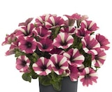 Pétunia - Lidl à Troyes Pétunia en promo chez Lidl Troyes à 1,99 €