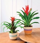 Bromelias - U Express à Bron Bromelias en promo chez U Express Bron à 8,99 €