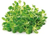 Penny-Markt Dillingen - Feldsalat Angebot im Prospekt Feldsalat bei Penny-Markt im Dillingen Prospekt für 1,00 €