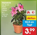 Dipladenia im aktuellen Netto Marken-Discount Prospekt