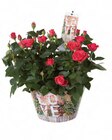 Rosier “Love” en promo chez Lidl Rosier “Love” dans le catalogue Lidl