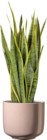 Sansevieria Angebote von Bogenhanf bei BAUHAUS Detmold für 13,99 €