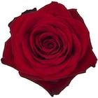 Rose unitaire rouge gros bouton 5 cm en promo chez Carrefour Rose unitaire rouge gros bouton 5 cm dans le catalogue Carrefour