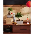 Bonsai en promo chez Carrefour Saint-Maur-des-Fossés à 15,99 €