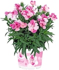Aktuelles Nelke »Pink & Proud« Angebot bei REWE in Chemnitz ab 1,79 €