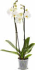 Orchidee von  im aktuellen Netto Marken-Discount Prospekt für 5,99 €