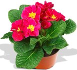 Aktuelles Primel Angebot bei Penny in Heidelberg ab 0,99 €