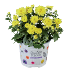 Lidl Alzey - Chrysanthemen Multiflora Angebot im Prospekt Chrysanthemen Multiflora bei Lidl im Alzey Prospekt für 1,79 €