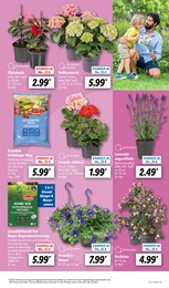 Blumenampel Angebot im aktuellen Lidl Prospekt auf Seite 5